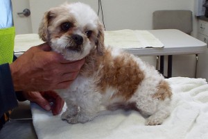Picture of Boscoe