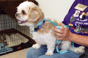 Picture of Boscoe