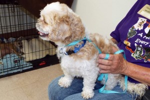 Picture of Boscoe
