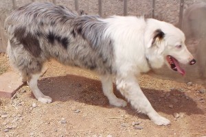 Picture of Hank