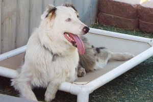 Picture of Hank