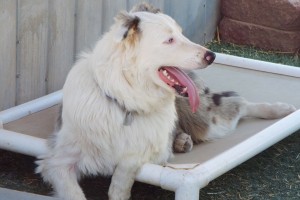 Picture of Hank