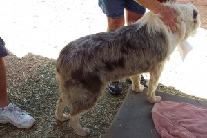 Picture of Hank