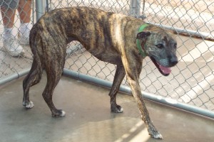 Picture of Lexi
