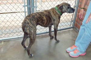 Picture of Lexi