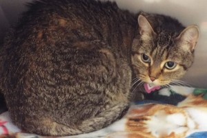 Picture of Lily