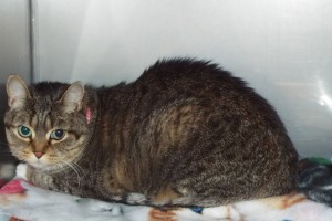 Picture of Lily