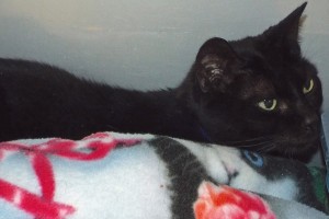 Picture of Maggie