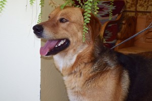 Picture of Max