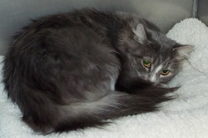 Picture of Meow Meow