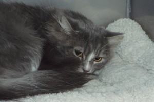 Picture of Meow Meow