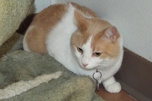 Picture of Muffin