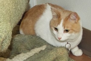 Picture of Muffin