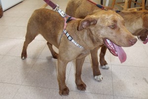 Picture of Nala