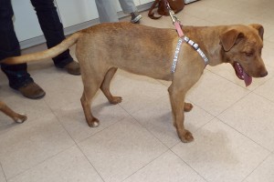Picture of Nala