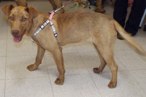 Picture of Nala