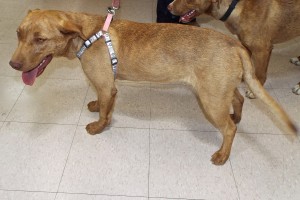 Picture of Nala