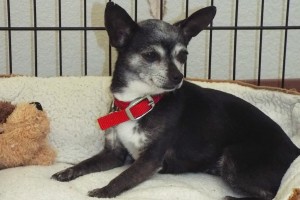 Picture of Peanut