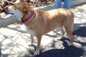 Picture of Piper