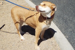 Picture of Piper