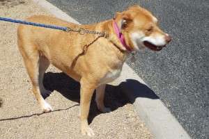 Picture of Piper