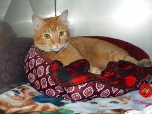 Picture of Pumpkin