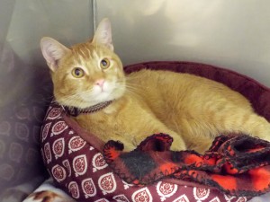 Picture of Pumpkin