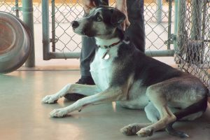Picture of Rascal