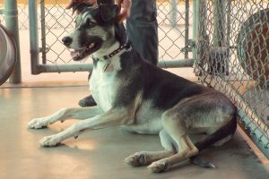 Picture of Rascal