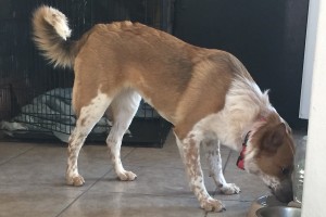 Picture of Roxy