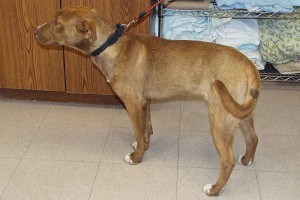 Picture of Simba