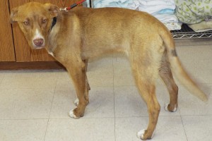Picture of Simba