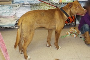 Picture of Simba