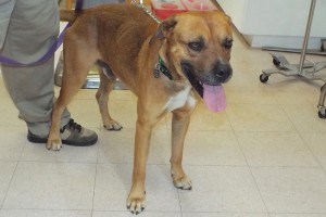 Picture of Toby Boy