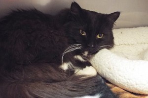 Picture of Tuxedo