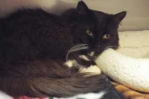 Picture of Tuxedo