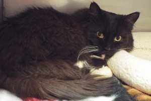 Picture of Tuxedo