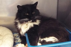 Picture of Tuxedo