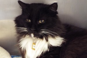 Picture of Tuxedo