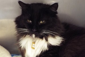 Picture of Tuxedo