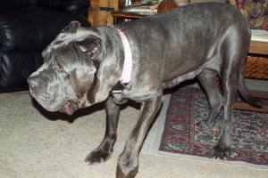 Picture of Amadeus