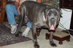 Picture of Amadeus