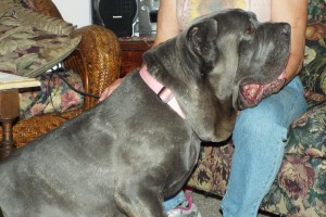 Picture of Amadeus