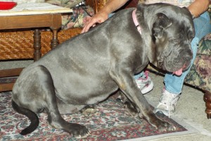 Picture of Amadeus