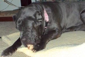 Picture of Amadeus
