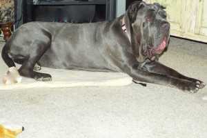 Picture of Amadeus