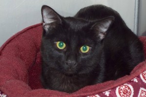 Picture of Anamax