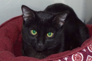 Picture of Anamax