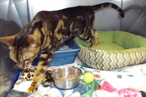 Picture of Asha