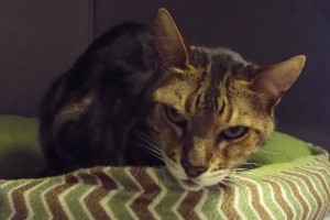 Picture of Asha